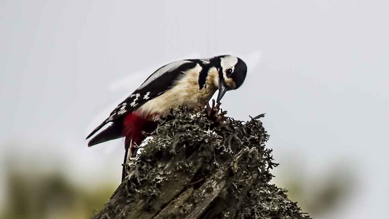 Great Spotted Woodpecker